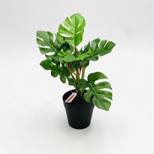 Arranjo Costela Adao 30cm X8 Vd 43244001