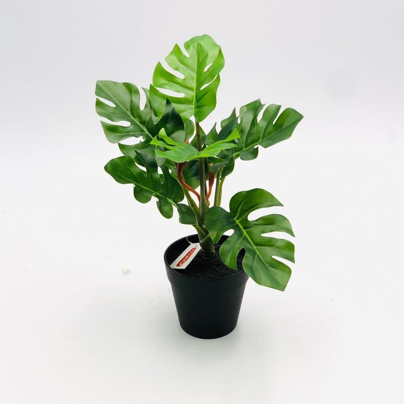 ARRANJO-COSTELA-ADAO-30CM-X8-VD-43244001