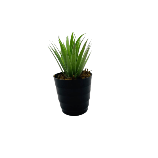 VASO-C-FLOR-VSP12